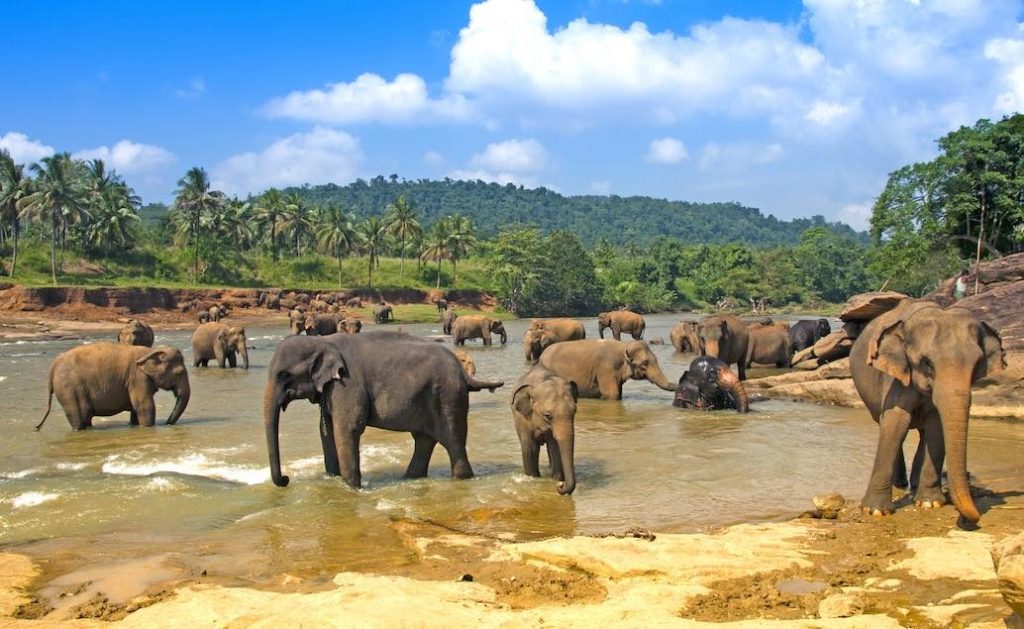 Mystický pobyt s Ayurvédou na Srí Lance - sloní sirotčinec Pinnawala